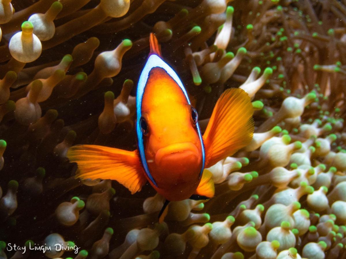 Stay Liuqiu Diving Hostel เสี่ยวหลิวฉิว ภายนอก รูปภาพ